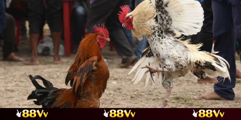 Chú trọng đến thời điểm đưa ra quyết định cược