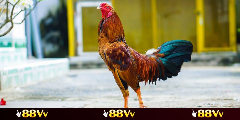 Mẹo đá gà Thomo cực kỳ dễ thắng