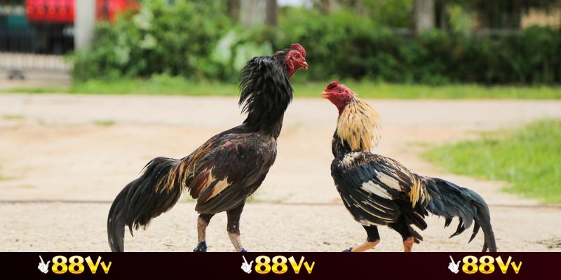 Tìm hiểu khung giờ chiếu